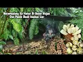 Download Lagu Berpetualang ke hutan, menemukan beberapa jenis buah-buahan liar dan  Memasak di alam | Kang kumang