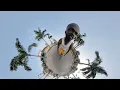 BOJ - Awolowo Ft. Wizkid & DarkoVibes (Visualiser)