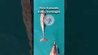 New Dreamtime Sail Episode Every Fortnight  #indonesia #sailing #liveaboard #travel #adventure