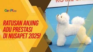 Nusatic Nusapet 2025 Resmi Dibuka, Anjing Juara Dunia Ramaikan Kontes Internasional