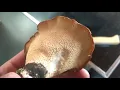 Eating Dryad s Saddle -