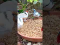 Download Lagu Major Goldfinch | Azure Tit | Birds | Bird Sounds #burung #finch #bird