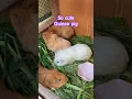 Lagu So cute guinea pig #j4vlogs #pets #guineapig