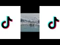 Wee Meme TikTok Compilation Animals Version Try not to laugh me voy a matar wii