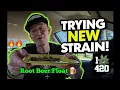 ROOT BEER FLOAT Strain Review Munchies x Bubba Factory 3 5 Breakdown