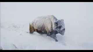Yellowstone National Park: The American Bison  黄石公园：北美野牛
