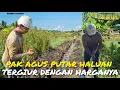Download Lagu PAK AGUS NELAYAN OMPONG PUTAR HALUAN SIAPKAN LAHAN UNTUK TANAM BUAH SEMANGKA