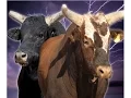 TOP 10 PBR BUCKING BULLS 2014