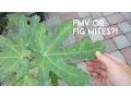 Fig Mosaic Virus or Fig Mites