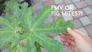 Fig Mosaic Virus or Fig Mites