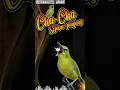 Download Lagu MASTERAN PLECI JUARA NASIONAL PLECI CHACHA NEMBAK SEJALUR ISTIMEWA #masteranpleci