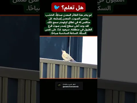 هل تعلم؟ هذا الطائر وجد أفضل طبلة في منطقته! 🐦