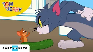 tom i jerry castravetofobia cartoonito
