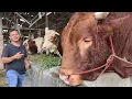 Lagu Penjelasan Singkat Syarat Sah Sapi Qurban,lebih utama mana kambing atau sapi untuk Kurban?