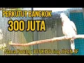 Download Lagu MANTAB PERKUTUT DI TAWAR 300 JUTA PEMILIK JIHAN BIRD FARM PASURUAN || MASTERAN PERKUTUT BANGKOK