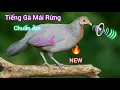 Lagu Tiếng Gà Mái Rừng | Siêu Phẩm | Kích Hiệu Quả Nhất 