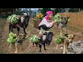 Lagu Harvesting Bananas Dog and Goat Carry Bananas to the Market - ha thi muon