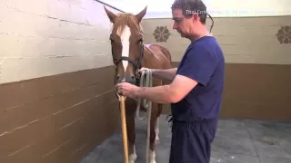 How to Apply Use a Rope Twitch on a Horse
