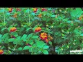 Spring Snow (10CM) but it’s chill instrumental