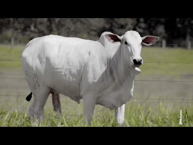 Novilha Nelore AFOM - 5725