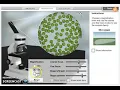 How to use the Cell Types GIZMO