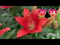 Download Lagu Lily Looks LA Series