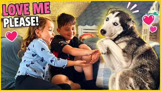 Lola The Husky Demanding Love!🥹. [THE CUTEST!!]