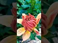 Download Lagu ANG GANDA NG FLOWER #shortvideo #flowers