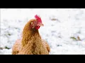 How Cold is Too Cold for Chickens - Chickens in a Minute