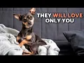 10 ADVANTAGES of Living With a MINIATURE PINSCHER It s Not a DOG for Everyone