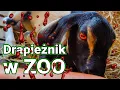 Download Lagu Drapieżna KOZA z ZOO atakuje Alana! 😱 Siem Reap nas nie oszczędza… #241