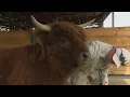 Heritage Farms at ABQ BioPark reopens after two years