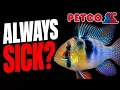 These Petco Fish Are ALWAYS Sick Watch Before Buying