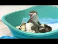 "Mom it is my kitten!" - baby monkey Susie is worried and does not give kitten, hugging him