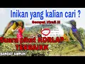 Download Lagu Sangat AMPUHH||Suara Pikat Burung Kolibri Kelapa Manggar @ObonKuy7