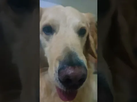 mama can i have milky please