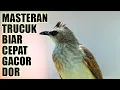 Download Lagu 1 JAM MASTERAN SUARA BURUNG TRUCUKAN ROPEL PANJANG SUARA JERNIH BERSIH AMPUH 2023