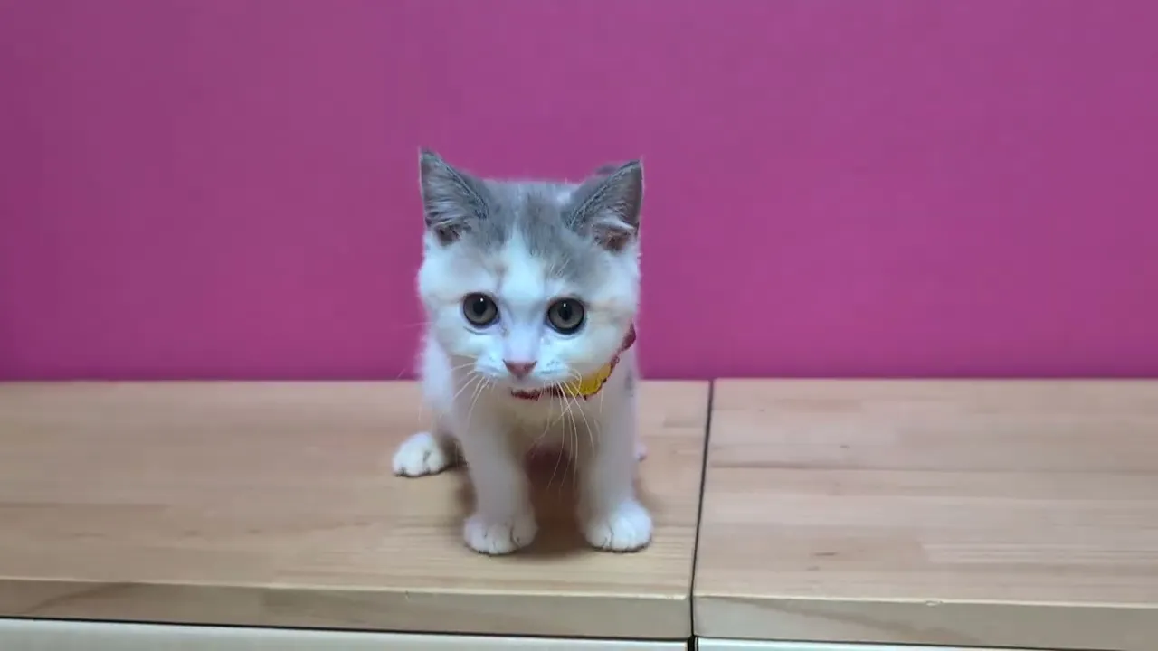 動画