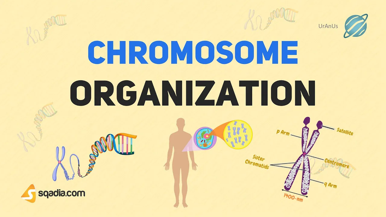 Chromosome Structure | Introduction | Function and Organization | Cell Biology Basics