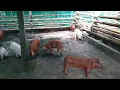 Duroc and yorkshire cross breed piglets