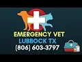 Vet Hospital Lubbock Emergency Vet Clinic Lubbock 806 603 3792