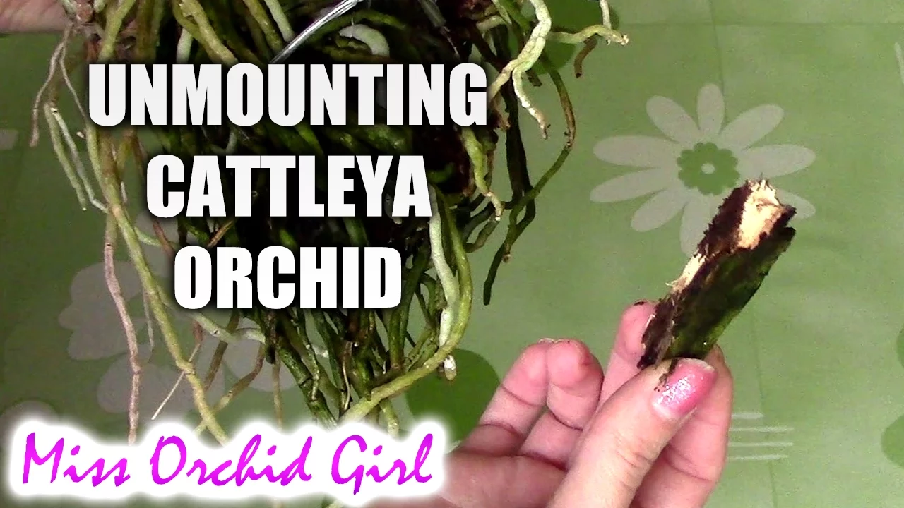 UNMOUNTING BIG CATTLEYA ORCHID FROM A ROTTING MOUNT