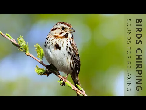 Download MP3 Birds Singing - Stunning Nature, Stress Relief, Relaxing Birds Sound, Soothing Birds Chirping