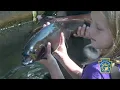 Rainbow trout spawning and fall fish stocking
