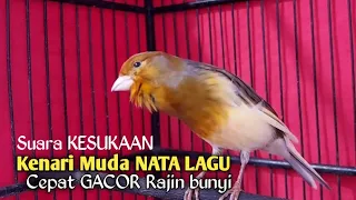 Download Kenari Gacor Cuit cuit Ngerol TAJAM, TERAPI AMPUH Kenari MACET, Pancingan Kenari Paud Belajar Bunyi MP3