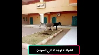 بقي ليك بمبي                      ريلز  دندنها