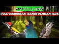 Download Lagu KOMBINASI TENGKEK BUTO PELATUK BAWANG \u0026 PELATUK BERAS UNTUK MASTERAN MURAI, KACER, CENDET, DLL
