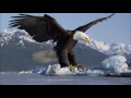 Download Lagu Eagle Ringtone | SFX | Animal Ringtones