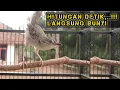 Download Lagu Pancingan Cigun Bahan Agar Bunyi Langsung Ngebren Paling Ampuh