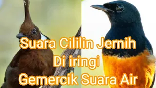 Download SUARA CILILIN JERNIH DIIRINGI GEMERCIK AIR MP3